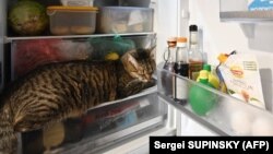 Українців просять перенести користування електроприладами на ранкові, денні або нічні години доби