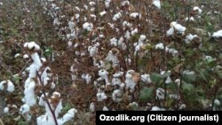 (Иллюстратив сурат)