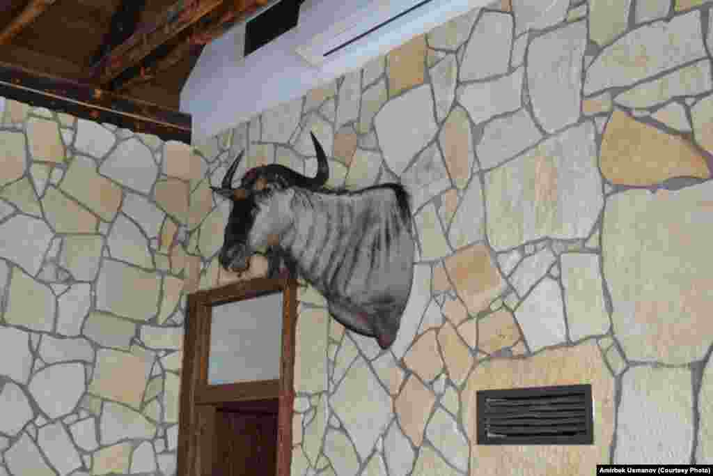 Эко борбордун ичи Иржи мырза аткан айбанаттардын кеби жана чогулткан артифактар менен кооздолгон. Алардын бири - Ортолук Европада өскөн жапайы буканын (лат.&nbsp;Bos primigenius) кеби.