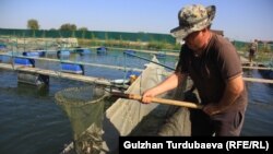Чүй облусундагы балык чарбасы. 2018-жылдын 10-октябры. Кыргызстан. 