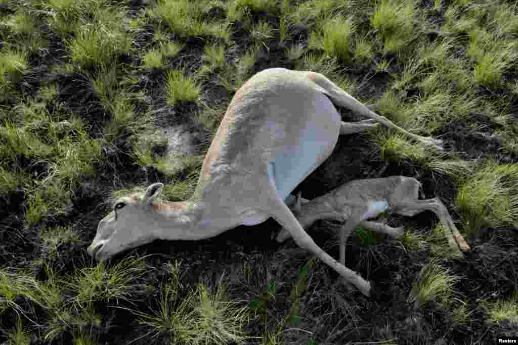 Ұрғашы киік пен төлінің өлекселері. Қостанай облысы, 20 мамыр 2015 жыл.