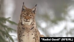 Силовсин, ҳайвоне аз хонадони гурбаҳои ваҳшӣ