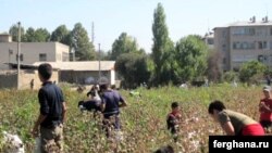 Çaklamalara görä, her ýyl sentýabrdan dekabra çenli Özbegistanyň pagta meýdanlarynda 9-15 ýaş aralygyndaky çagalaryň 200 müňden iki milliona çenlisi bikanun işledilýär.