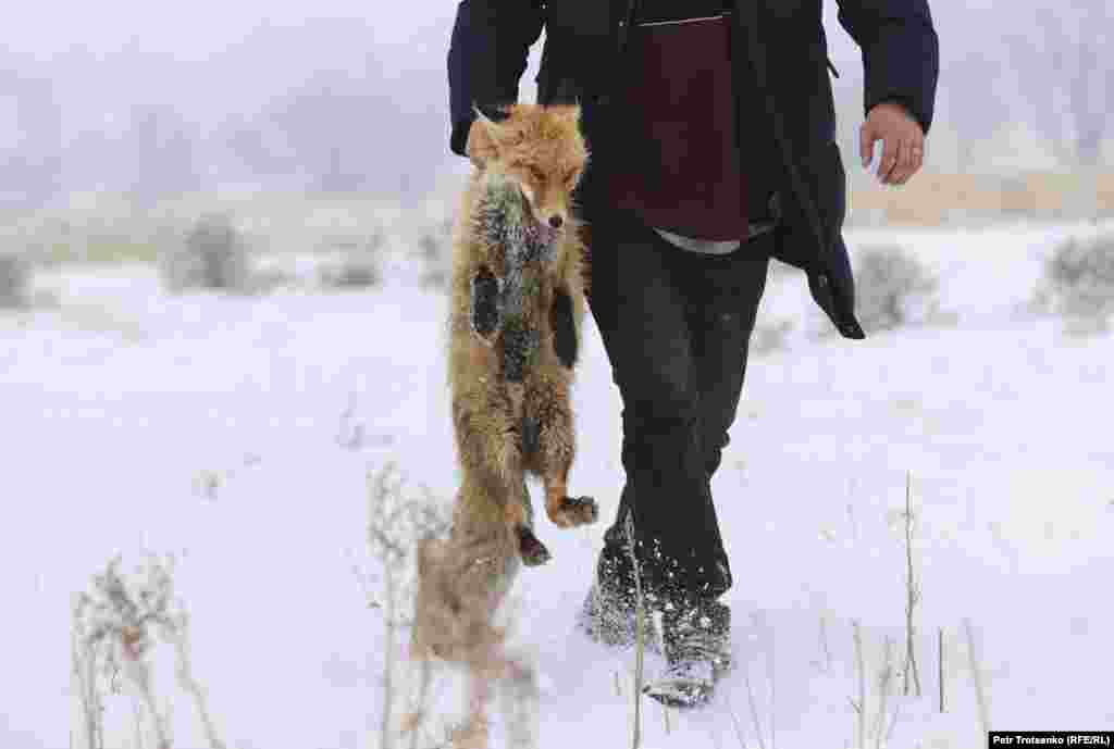 Врятовану&nbsp;лисицю&nbsp;повертають у клітку