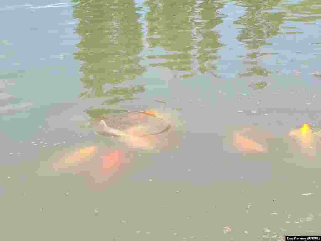 До крупных размеров выросли карпы кои живущие в пруду в Гагаринском парке