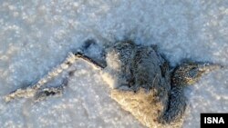 یک فلامینگوی مرده در دریاچه رو به نابودی بختگان