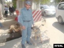 Сотрудник службы безопасности с дрессированными собаками. Иллюстративное фото.