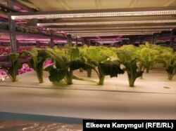 Теплица Академии сельскохозяйственных наук, 9 июня 2018 г.