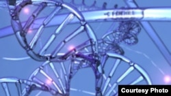 Гендерди камтыган ДНК.