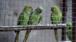 Gafarovlarnıñ azbarında papağanlar