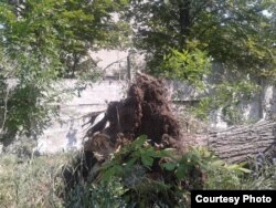 Повалене буревієм дерево біля розбитого мародерами хлібозаводу