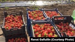 Фермер Гафиуллиннар басуыннан җыелган җиләк