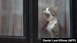 گربه آقای آسانژ به اسم جیمز