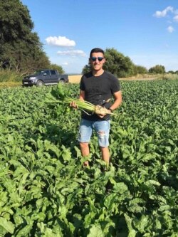 Світлан Федченко із цукровим буряком на полі у Красилові Хмельницької області