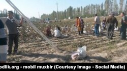 Pagta meýdany (Illýustrasiýa suraty) 