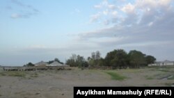 Пастух гонит скот в село в Жанакорганском районе Кызылординской области. Июль 2012 года.