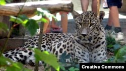 پلنگ ایرانی در باغ‌وحشی در جمهوری چک