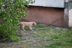 Кіт долає сильний зустрічний вітер між будинків, прямуючи невідомо куди, у невідомих важливих справах