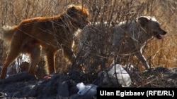 Бишкекте акыркы кезде жолбун иттер да көбөйгөнү айтылууда