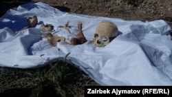 Останки кыргызов, бежавших от карательных отрядов в 2016 году. Кости найдены участниками экспедиции в 2016 году. Архивное фото.