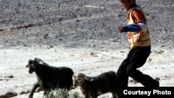 Козу баккан мургабчы бала