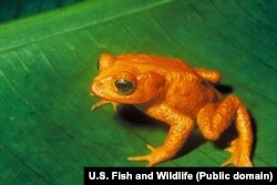 وزغ طلایی؛ آخرین آن‌ها در سال ۱۹۸۹ دیده شد.
