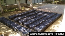 Кайналынын түшүмү мол болгону менен баасы арзан болууда, Талас.