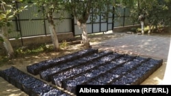 Жаңы бышып терилген кара өрүк.