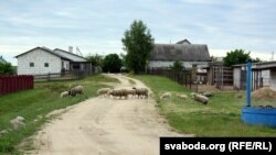 Сялянскія авечкі ў Стайках