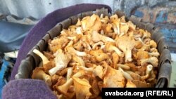 Лісічкі зь беларускага лесу