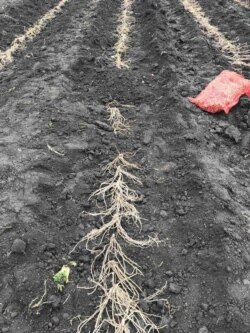 Коріння спаржі, посадженої 2 роки тому на полі у Красилові Хмельницької області