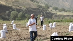 Фармондеҳи собиқи Рашт Мирзохӯҷа Аҳмадов низ ҳоло картошка мепарварад