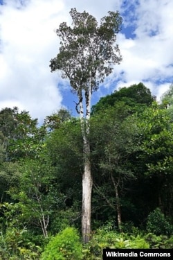 Pycnandra acuminate дарагы.