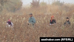 Pagta meýdany (Illýustrasiýa suraty)