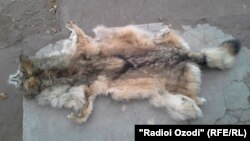 Пӯсти як гурги шикоршуда. Акс аз бойгонӣ