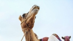 Түркістан облысындағы түйе жарысы қалай өтті?