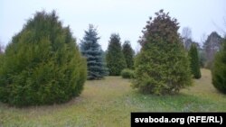 Вырошчваньне такіх дэкаратыўных дрэваў вымагае немалых высілкаў