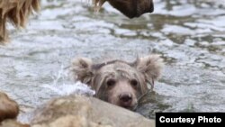 Нохунсафед