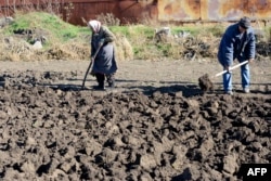 Люди похилого віку копають картоплю після нічного артобстрілу в селі Повлопіль, Донецька область, 28 жовтня 2014 року