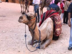 Кешеләргә хезмәт күрсәтеп арыган дөя ял итә