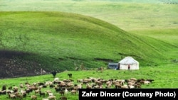 Суусамыр жайлоосу. Иллюстрациялык сүрөт.