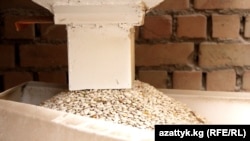 Таластагы төө буурчак