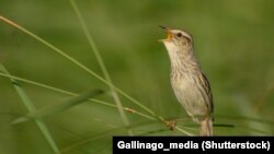 Вяртлявая чаротаўка