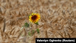 Росія вивезла з окупованих територій регіону мільйони тонн зерна і технічних культур – очільник Запорізької ОВА Іван Федоров, фото ілюстративне