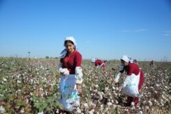 Сбор хлопка. Иллюстративное фото.