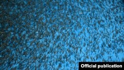 "Тянь-Шань Форель" чарбасынын балыктары.