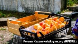 Абрикосы в Бахчисарайском районе, архивное фото