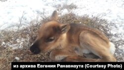 Оленёнок в тундре Чаунского района Чукотского автономного округа