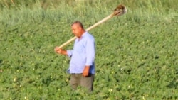 Diňle: Lebaply daýhanlar MHM-niň gorkuzmalaryna sezewar bolýandyklaryny aýdýarlar