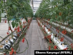 Делегация во главе с президентом Кыргызстана Сооронбаем Жээнбековым посетила Академию сельскохозяйственных наук. На фото: теплица Академии, 8 июня 2018 г.